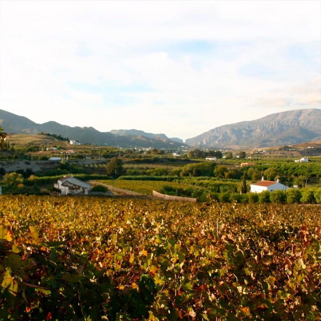 From Malaga: Wine Tasting and Vineyard Day Trip to Alora - Itinerary Highlights