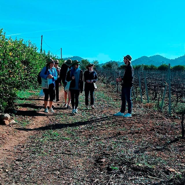 From Malaga: Wine Tasting and Vineyard Day Trip to Alora - Exploring Alora