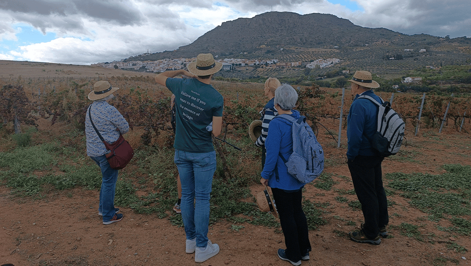 From Malaga: Wine Tasting and Vineyard Day Trip to Alora - Visiting Bodegas Pérez Hidalgo
