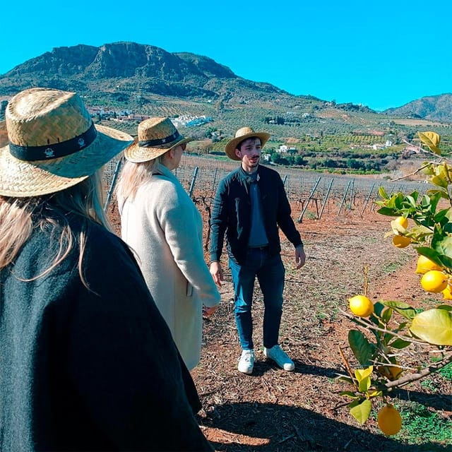 From Malaga: Wine Tasting and Vineyard Day Trip to Alora - Things To Know