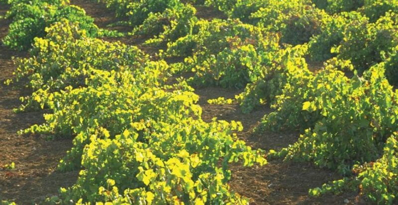 From Marbella: Antequera Wine Tour with Tastings and Lunch - What Makes This Tour Stand Out