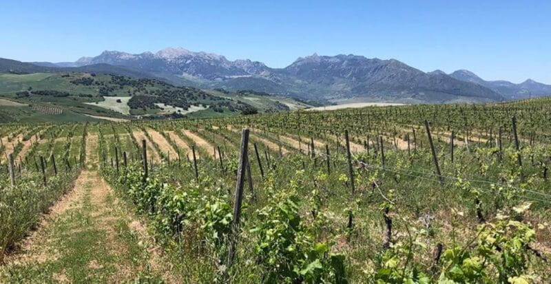 From Marbella: Classic Ronda Tour, 2 winery visits & lunch - Second Winery: Rustic Charm and Organic Wines