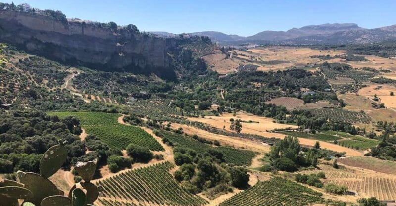 From Marbella: Classic Ronda Tour, 2 winery visits & lunch - Price and Logistics