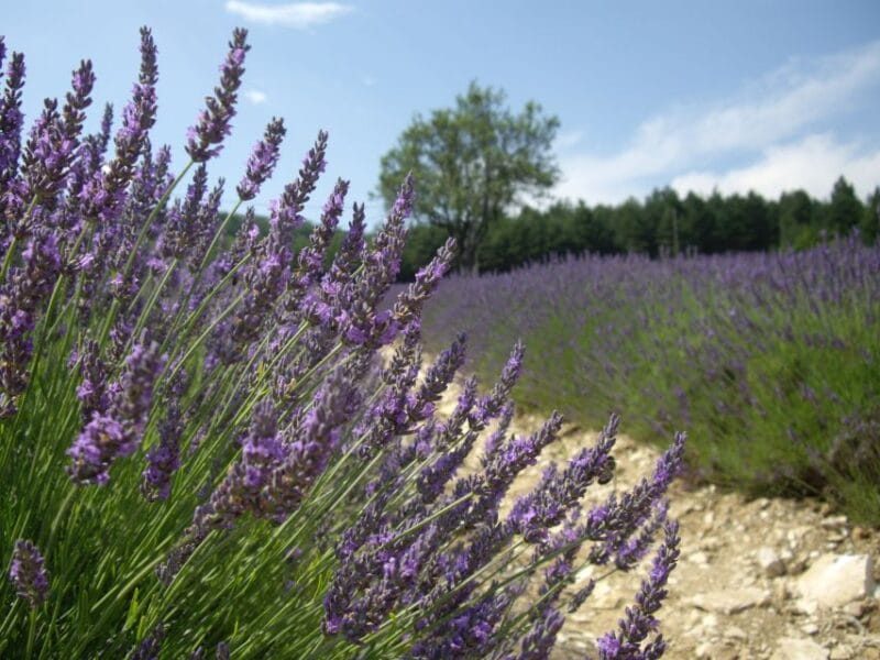 From Marseille Cruise Port : Valensole Lavender - FAQ