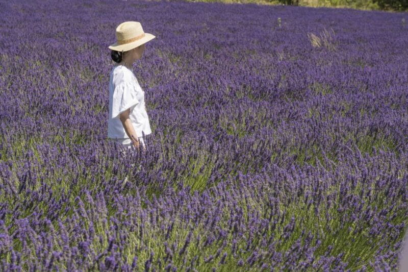 From Marseille: Lavender Full-Day Trip to Sault - Key Points and Takeaways