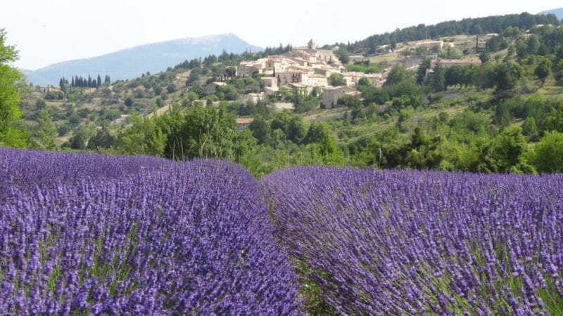 From Marseille: Lavender Full-Day Trip to Sault - FAQs for Lavender Lovers and Provence Explorers
