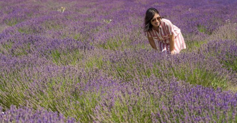 From Marseille: Valensole Lavender Full-Day tour - Key Points / Takeaways