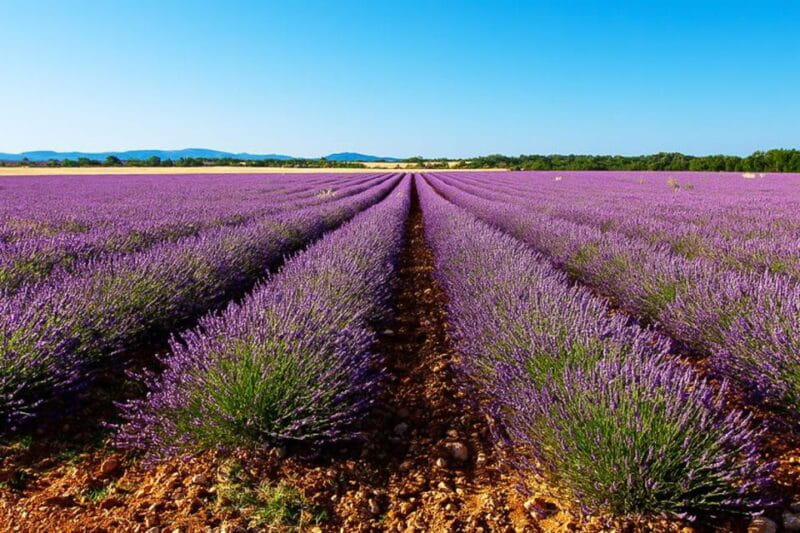 From Marseille: Valensole Lavender Full-Day tour - The Charm of Moustiers Sainte Marie