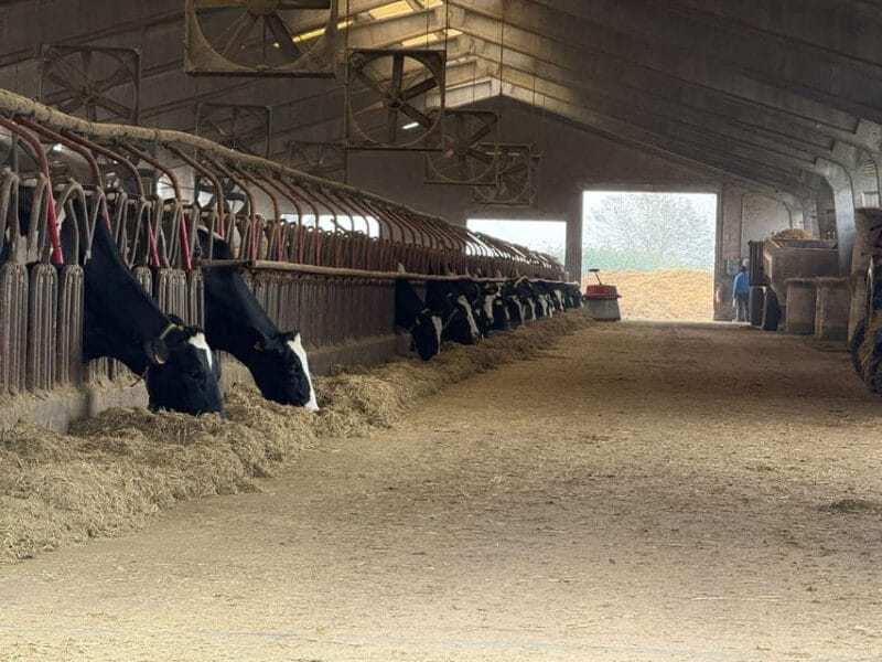 From Milan: Food Valley with Cheese Factory Visit and Lunch - Transportation and Group Size