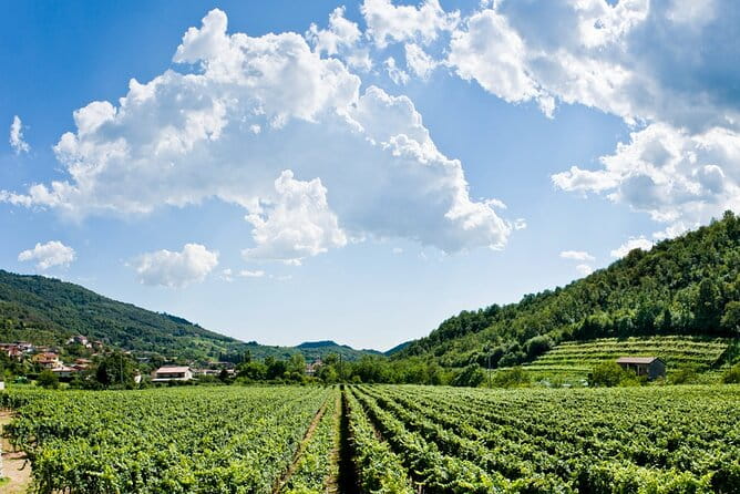 From Milan Full Day in Franciacorta 2 Wineries and Lunch - A Delightful Lakeside Lunch Near Lake Iseo