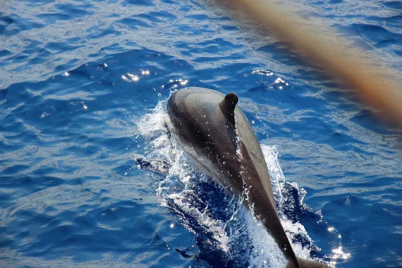 From Milazzo: Tour of Salina - Key points / Takeaways