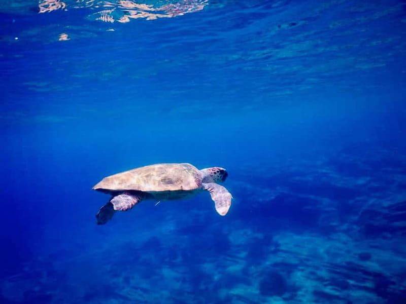 From Milopotas: Ios Island Scenic Snorkeling Cruise - FAQ