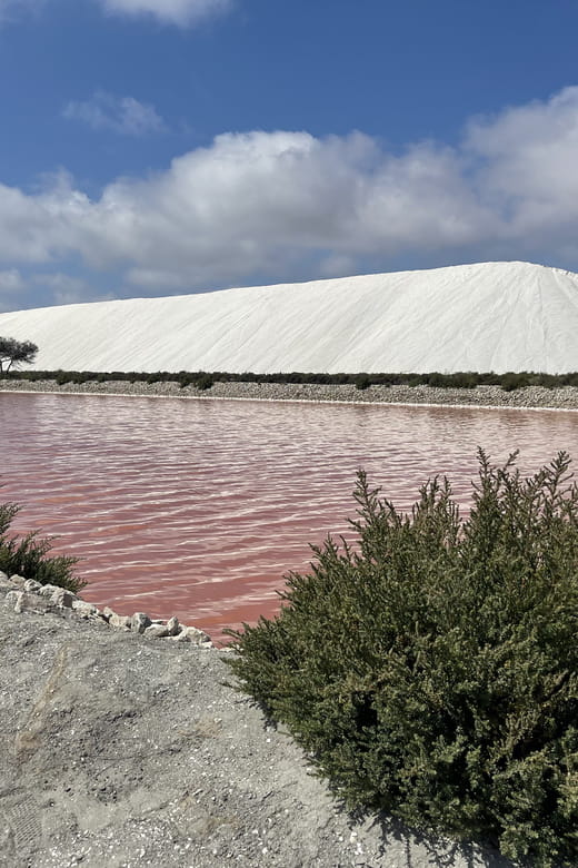 From Montpellier: Camargue and Salt Marshes Guided Tour - Key points / Takeaways