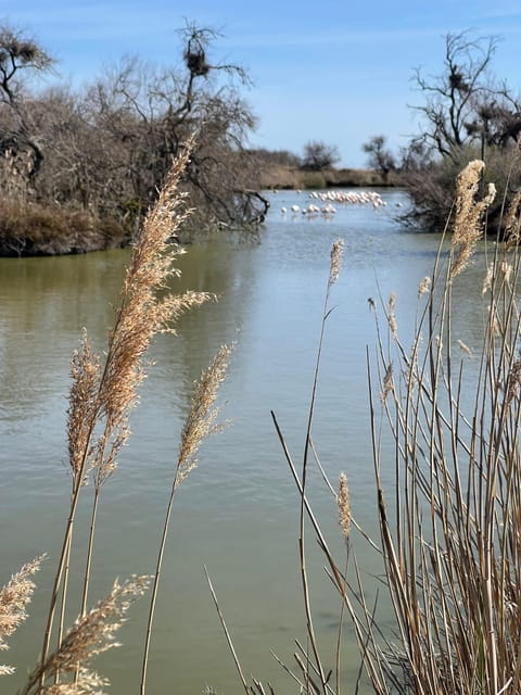 From Montpellier: Camargue and Salt Marshes Guided Tour - FAQ