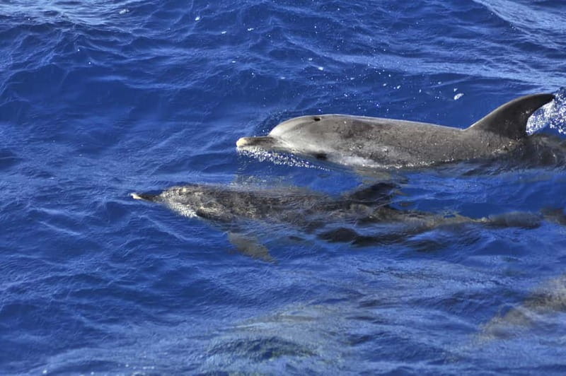 From Morro Jable: Dolphin and Whale Watching and Snorkelling - Price and Value: Is It Worth It?