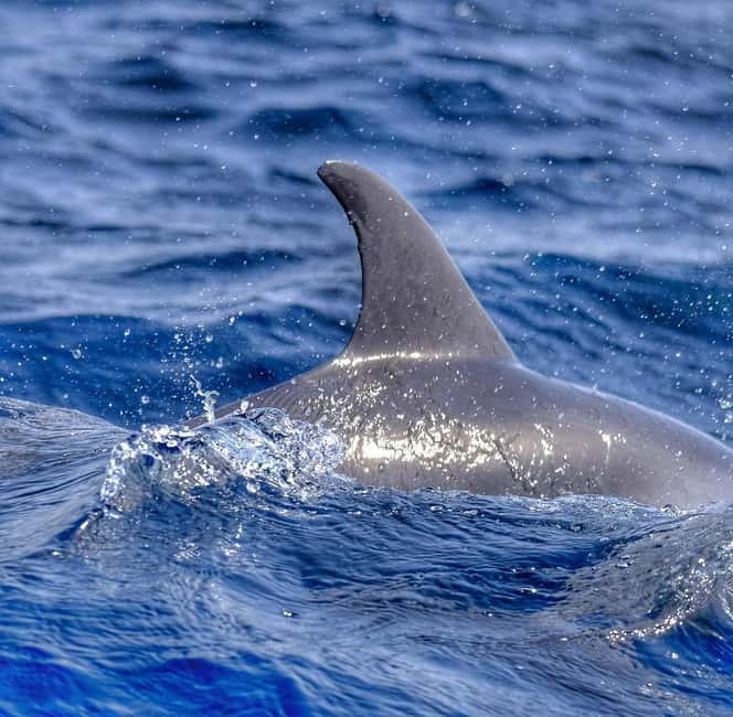 From Morro Jable: Dolphin and Whale Watching and Snorkelling - FAQ