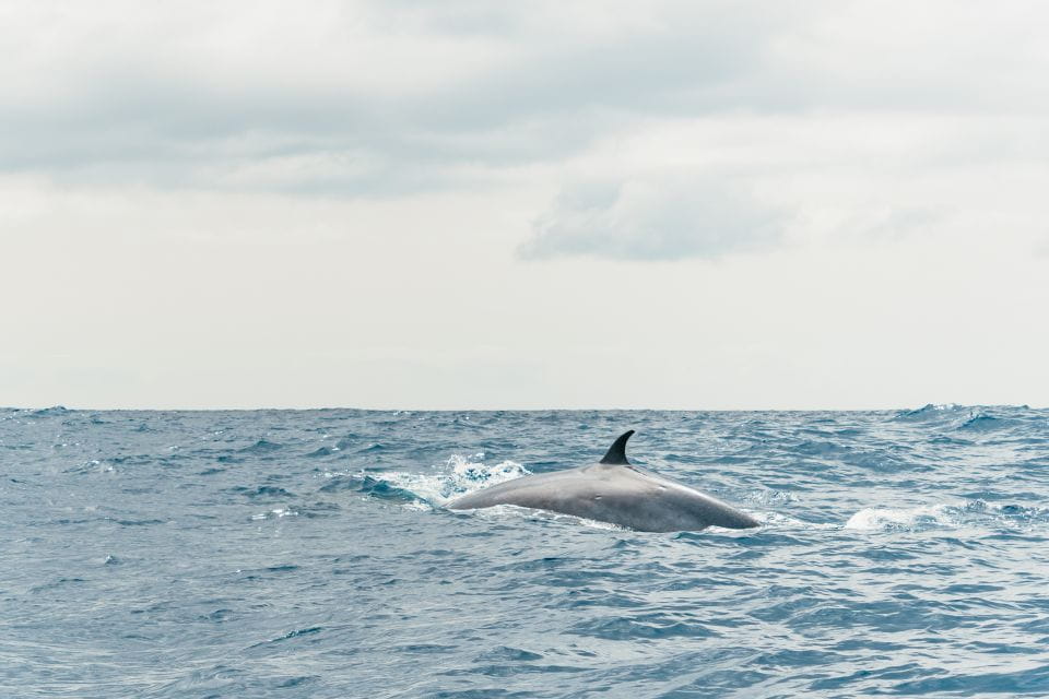 From Morro Jable: Dolphin and Whale Watching by Speedboat - Customer Reviews
