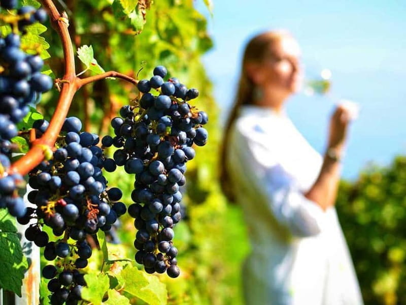 From Nafplio: Nemea, Wine Tasting Tour with Local Flavours - Who Will Love This Tour?