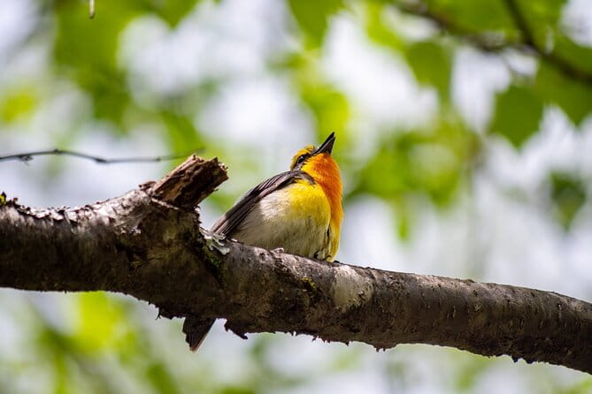 From Nagoya: Kamikochi - Enchanting Landscapes & Seasonal Beauty - Guided Tours: Enhancing Your Experience