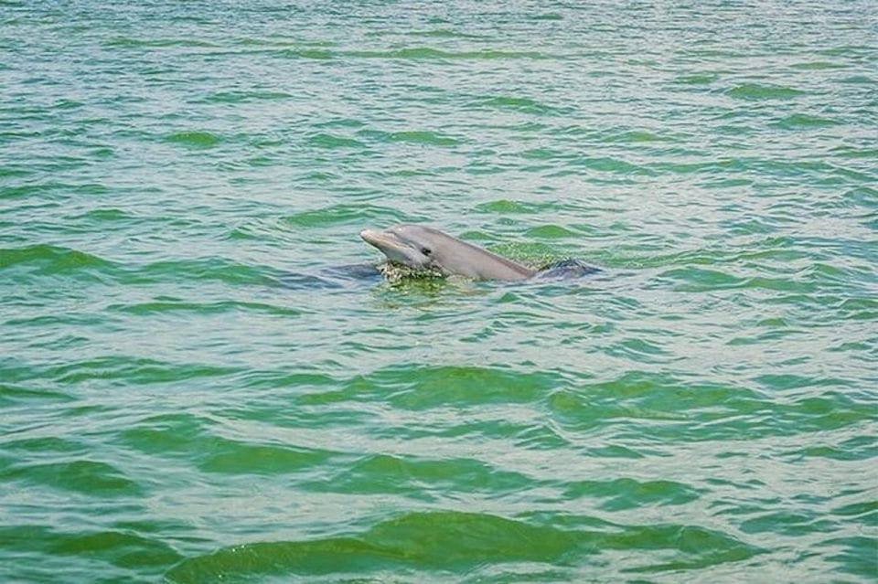 From Naples, FL: Marco Island Mangroves Kayak or Paddle Tour - Tour Itinerary and Activities