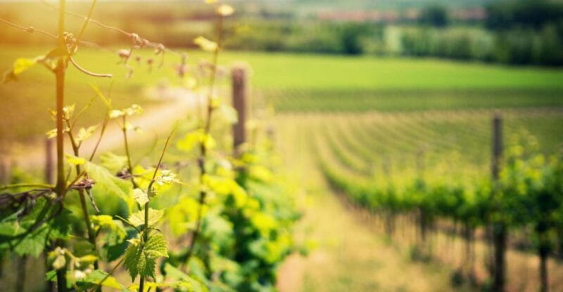 From Naples: Pompeii and Wine Tasting Tour with Lunch - Key points / Takeaways