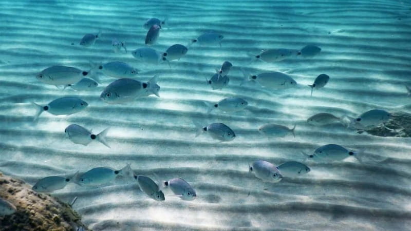 From Olbia: sailing tour between Tavolara and Cala Moresca - Who Will Love This Tour?