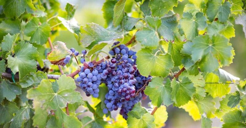 From Orosei: Archaeology, Wine Tasting & Landscapes Tour - Key Points / Takeaways