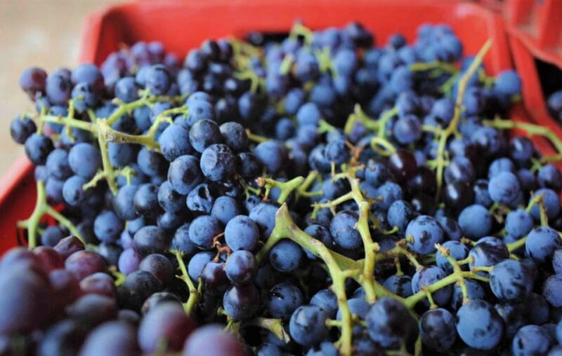 From Orosei: Archaeology, Wine Tasting & Landscapes Tour - Price and Value Considerations