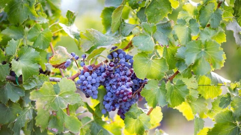 From Orosei: private jeep tour with tasting - Final Thoughts: Is It Worth It?