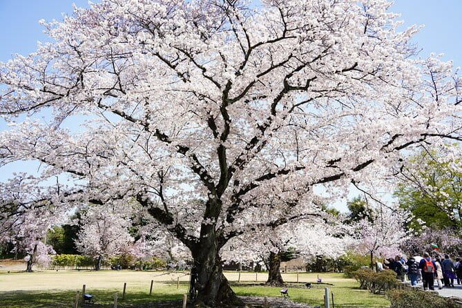 From Osaka or Kyoto One Day Sightseeing Tour of Kyoto - Highlights of the Tour