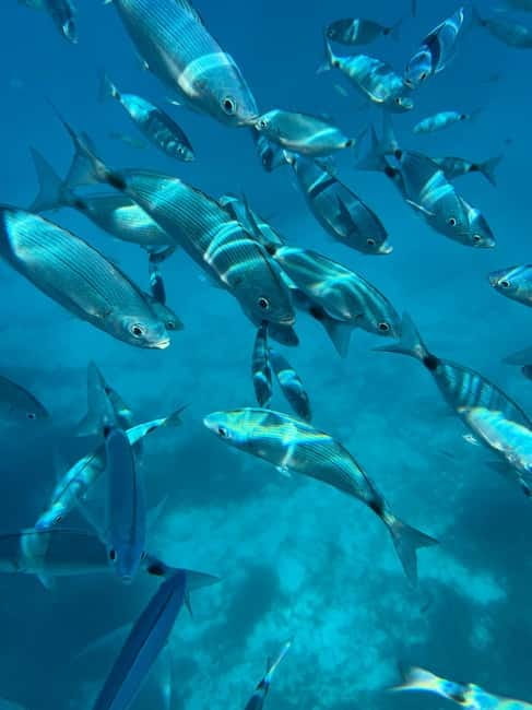 From Palau: Rubber dinghy tour of the La Maddalena Archipelago - Exploring the La Maddalena Archipelago by Dinghy