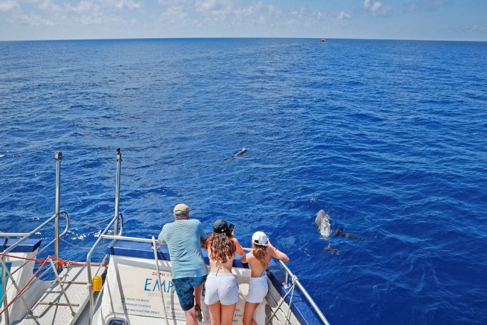 From Palma: 3-Hour Morning Dolphin Watching Boat Tour - Customer Feedback