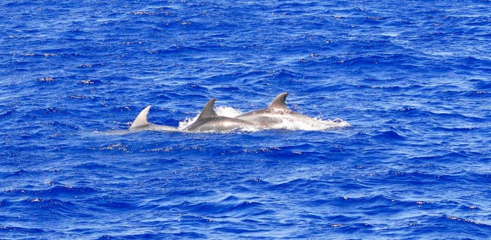 From Palma: 3-Hour Morning Dolphin Watching Boat Tour - Swim Stop and Snorkeling