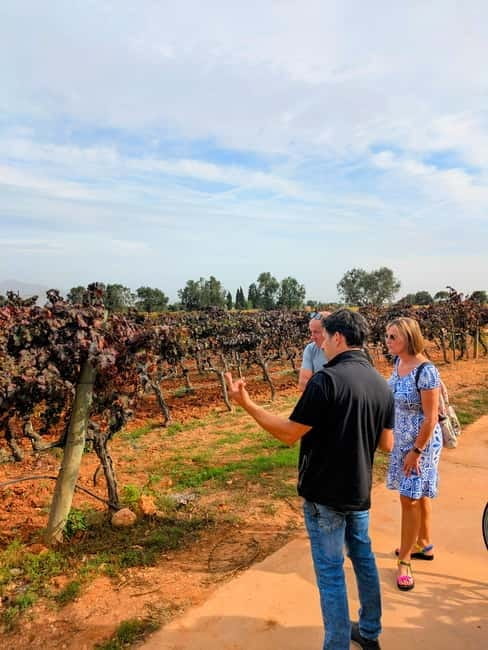 From Palma de Mallorca: Private Wine and Local Flavors Tour - Discovering Mallorca’s Wine Heritage: An In-Depth Review