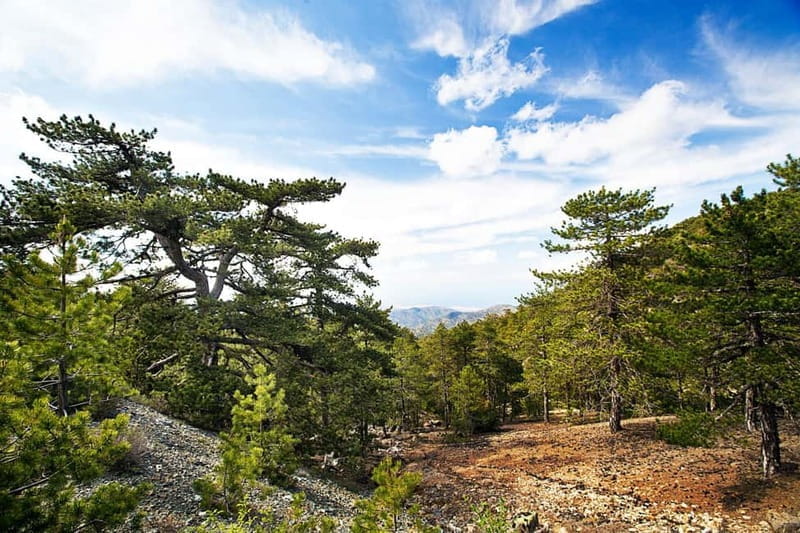From Paphos: Caledonia Waterfalls Walking Tour with Lunch - Exploring the Wilds of Troodos: An Honest Look at the Caledonia Waterfalls Tour