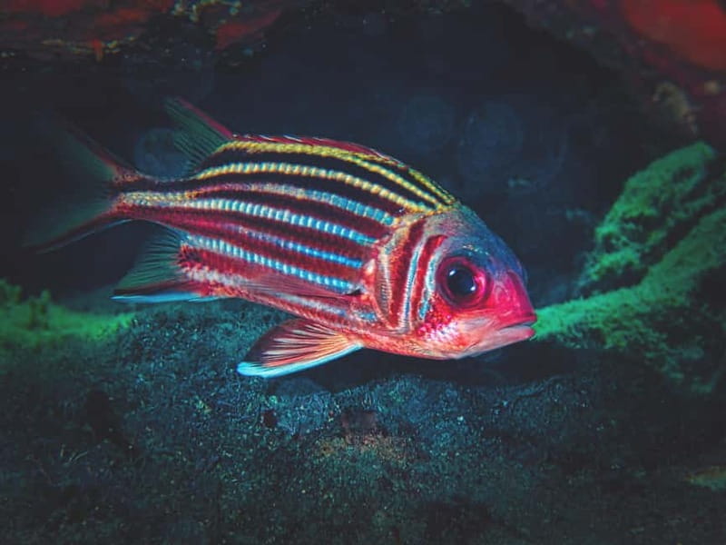 FROM PAPHOS: Snorkeling at Moulia Rocks (boat) - Key points / Takeaways