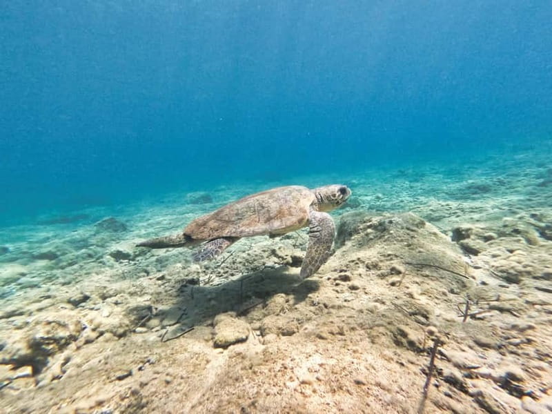 FROM PAPHOS: Snorkeling at Moulia Rocks (boat) - Price and Logistics: Is It Worth It?