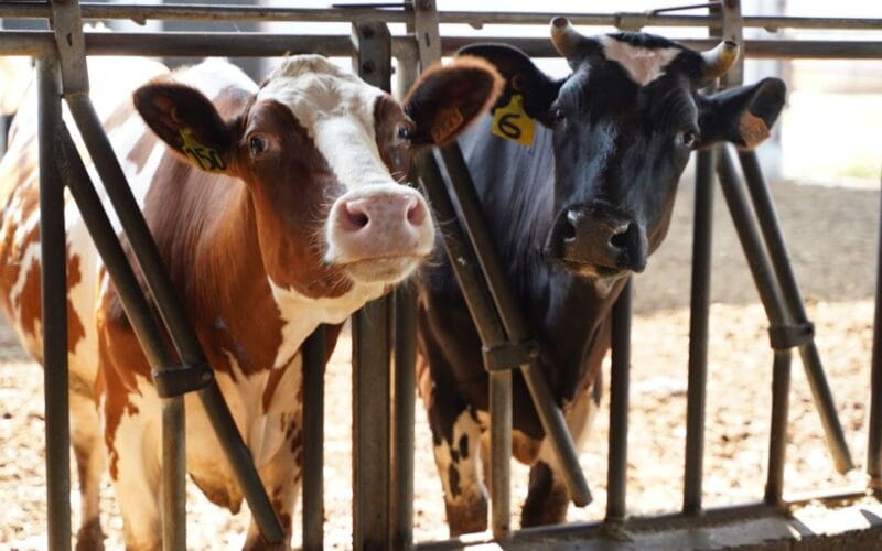 From Parma: Parmigiano and Parma Ham Guided Food Tour - Who Will Love This Tour?