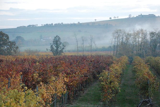 From Parma: Parmigiano,Prosciutto and winery Tour and tasting - The Sum Up