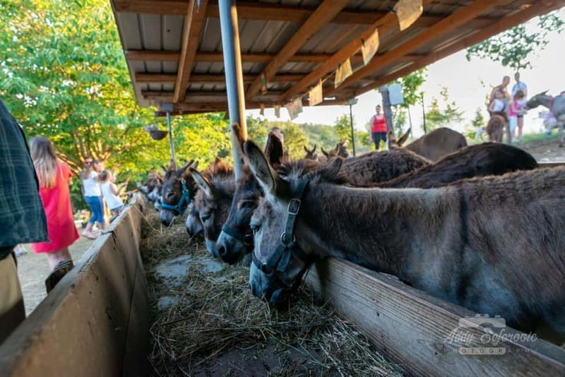 From Podgorica: Donkey Farm Visit - Key Points / Takeaways