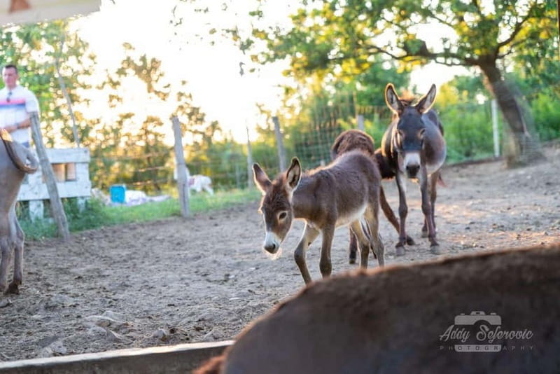 From Podgorica: Donkey Farm Visit - Exploring the Donkey Farm: A Practical Guide
