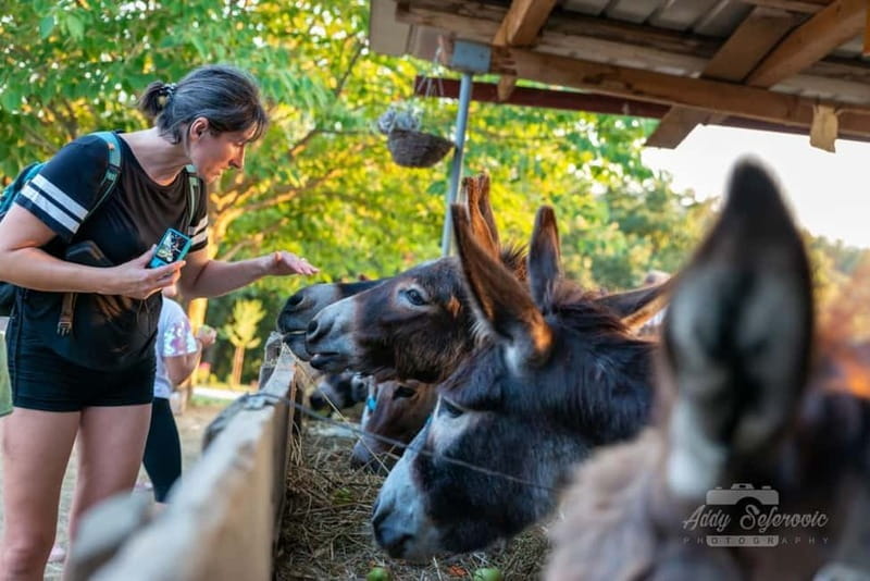 From Podgorica: Donkey Farm Visit - FAQ