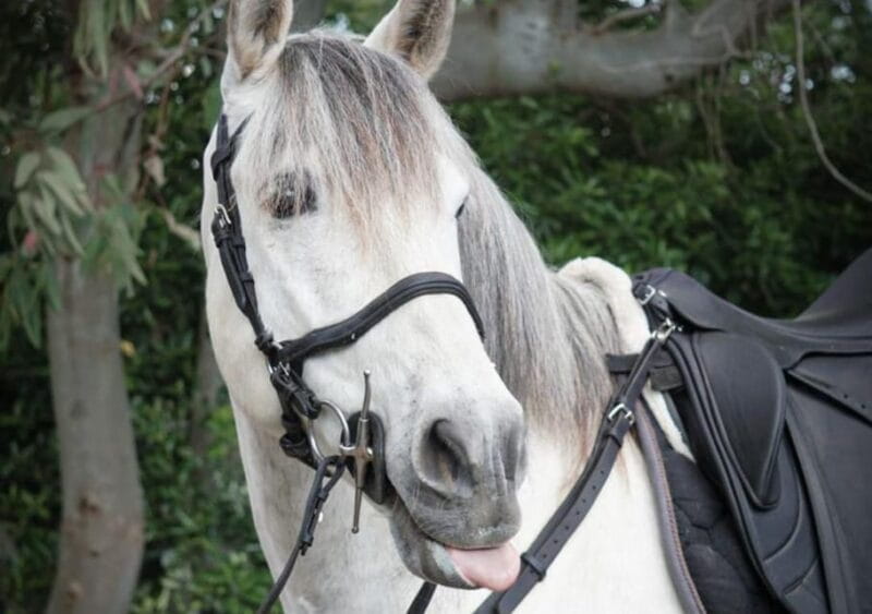 From Pompeii: Mount Vesuvius Horseback Riding Tour - Key Points / Takeaways