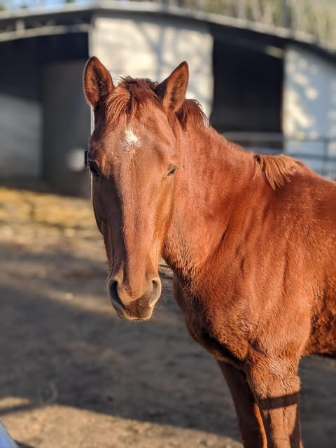 From Pompeii: Mount Vesuvius Horseback Riding Tour - FAQ