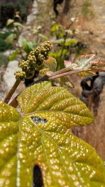 From Porto: 2 Wine Regions, Farm-to-Table Lunch & Boat - Key Points / Takeaways