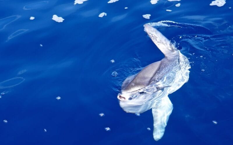 From Porto Ercole: Giannutri Island Snorkeling Boat Trip - Key points / Takeaways