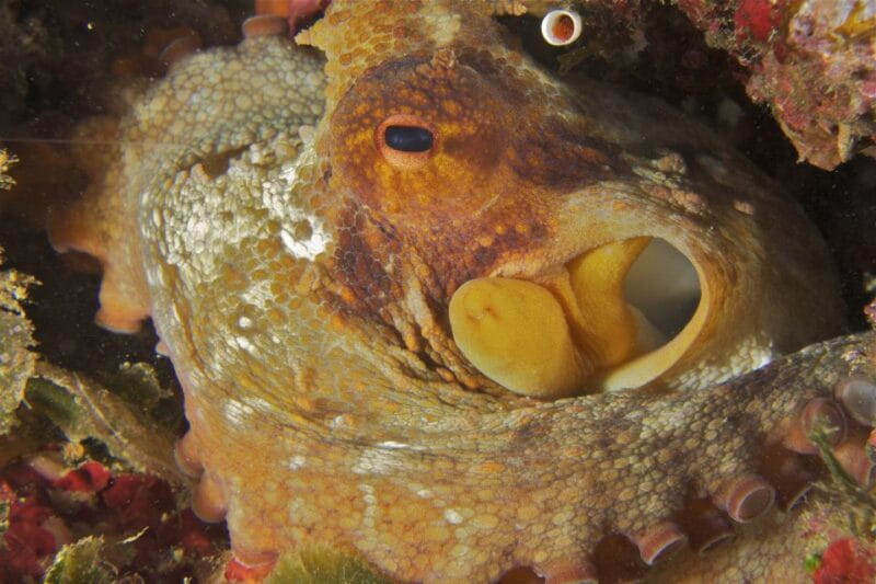 From Porto Ercole: Giannutri Island Snorkeling Boat Trip - Entering the Marine World at Giannutri Island