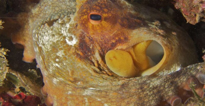 From Porto Ercole: Giannutri Island Snorkeling Boat Trip - Scenic Views and Wildlife Encounters on the Way