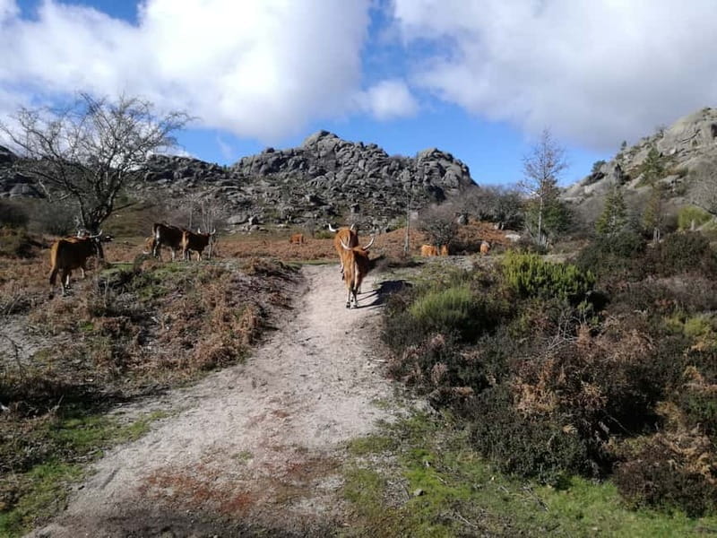 From Porto: Hike, Swim or just Explore Gerês National Park - Key points / Takeaways