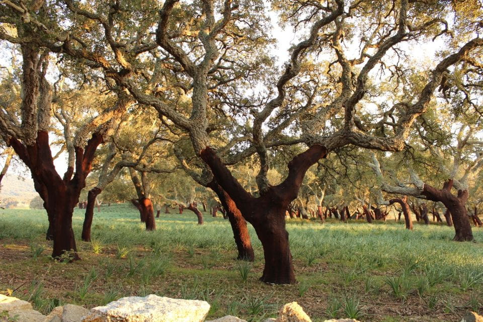 From Porto Vecchio: Corsica Mountain Tour - Highlights of the Tour